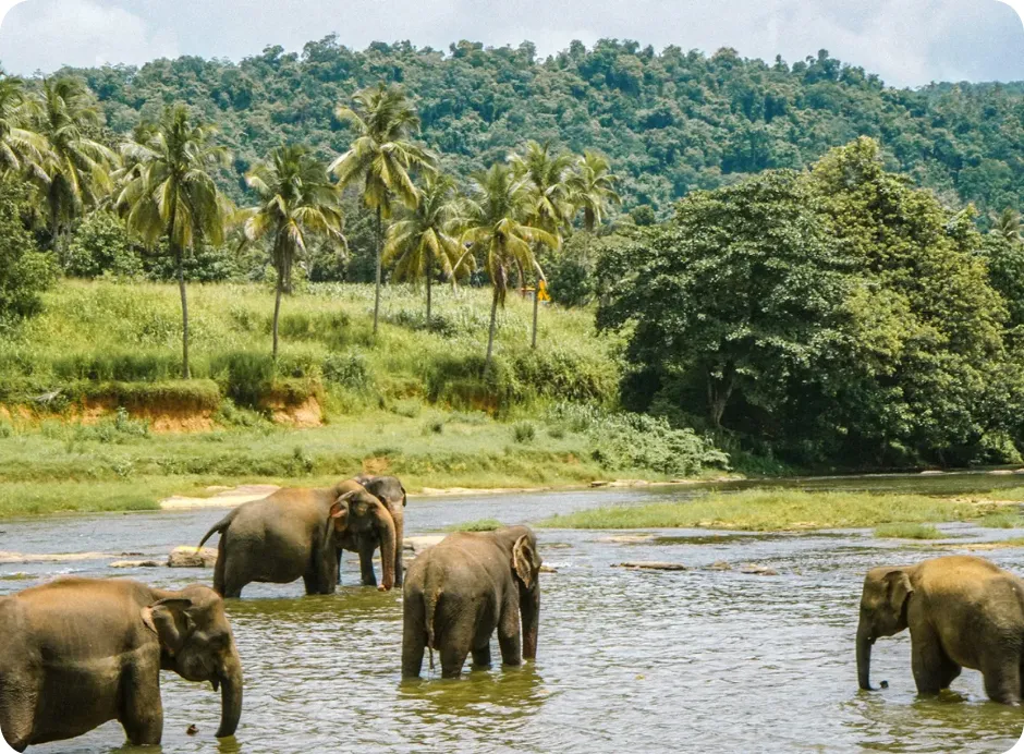 Elephant Sanctuary